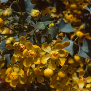 Berberis fremontii