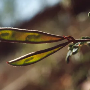 Caesalpinia gillesii fruit