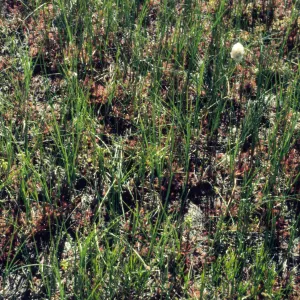Drosera rotundifolia