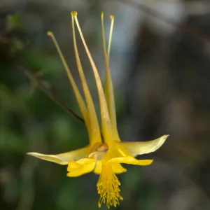 Aquilegia longissinea