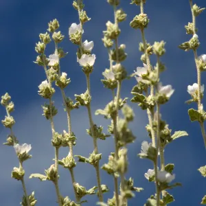 Malacothamnus aboriginenum