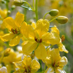 Cassia armata