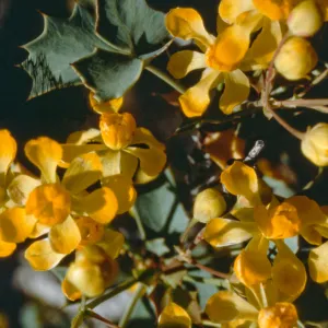 Berberis nevinii