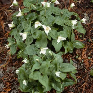 Trillium rivale