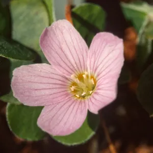 Oxalis oregana