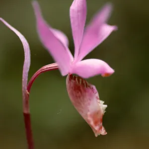 Calypso bulbosa