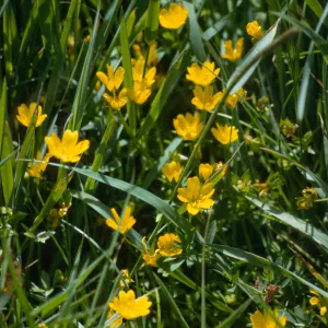 Limnanthes douglasii ssp. sulphurea 