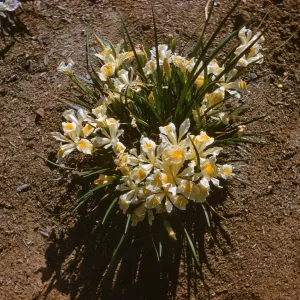 Iris innom hybrid spring '60