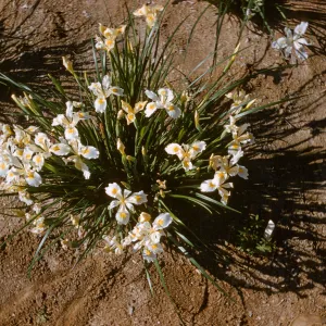 Iris innominata hyb spring '60