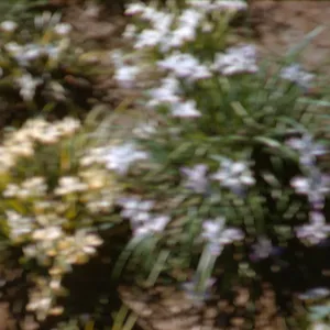 Iris innominata hyb spring '60