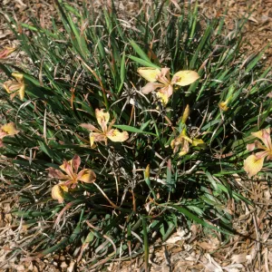 I. Canyo nGold x.dwf.douglasiana F1