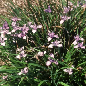 4N ? douglasiana x douglasiana.Lavender-purple. F1
