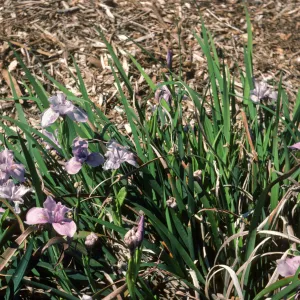 Iris 4N douglasiana x 'Claremont Blue Bird' F1