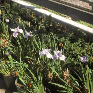 Iris 4N doug x 'Claremont Blue Bird'