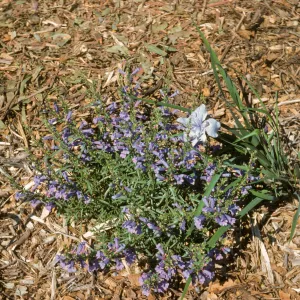 Iris 49-1