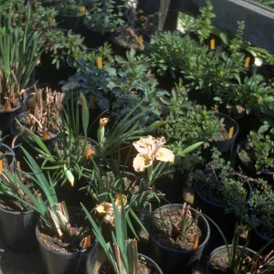 Iris 'Canyon Snow' x 'Canyon Gold'