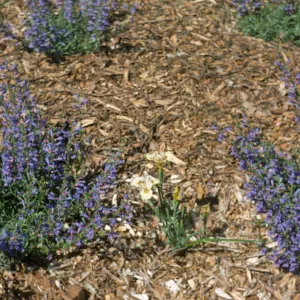 Iris 'Canyon Snow' x 'Canyon Gold'