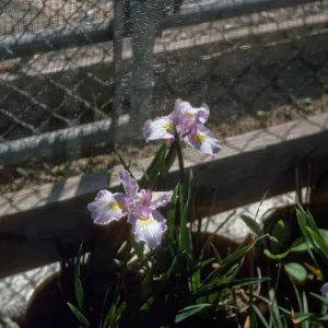 Iris 'Canyon Snow' x 'Claremont Blue Bird' F1