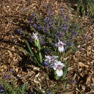 Iris 'Canyon Snow' x 'Claremont Blue Bird'