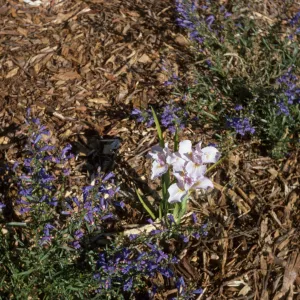 Iris 'Canyn Snow' x 'Claremont Blue Bird'