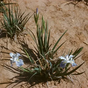 Iris hybrid RSABG