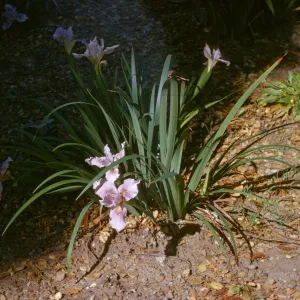 Iris douglasiana 'Violet Elf'
