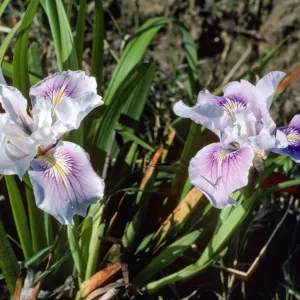 Iris SBBG test plot--3rd row E.-N. end