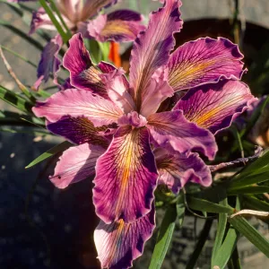 Iris 79.881 SBBG can yard