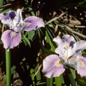 Iris 71.361 c.2 SBBG Arroyo (leaf rust bad 4/82)