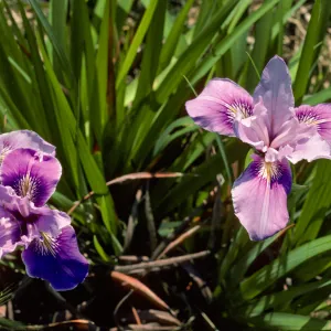 Iris West Row 71-361 G SBBG test plot