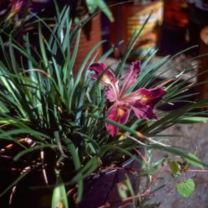 Iris 63-71A, fls more open & more vigorous