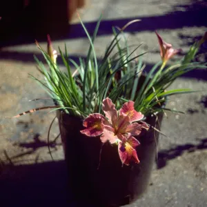Iris 'Indian Maiden'