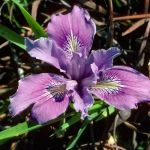 Iris SBBG test plot