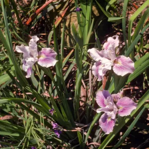 Iris hybrid 71-361 C