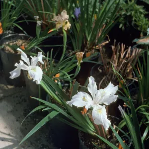 I dwf doug x claremont blue bird