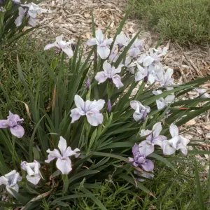 I doug x claremont blue bird