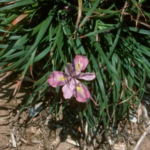plant image - Iris