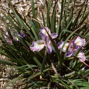 plant image - Iris