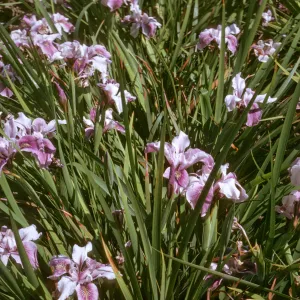 plant image - Iris