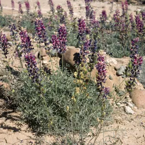 Lupinus excubitus var. johnstonii Ventura Co Zena Rd on sand bar on still live cr bed at rd side