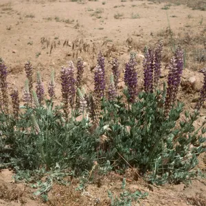 Lupinus excubitus var. johnstonii Reys gr at Ozena Rd Ventura Co 6/6/85