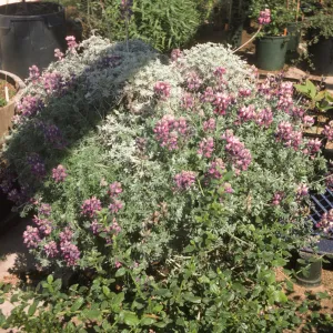 Lupinus albifrons var. collinus Gray Lf: L Exc:.johnstonii