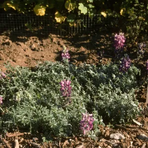 Lupinus albifrons var. collinus acc stake incorrect