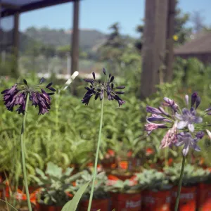 Agapanthus â€˜mood indigo' & devf. Blue (d9187,8)
