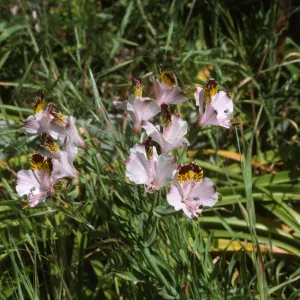 Alstroemeria hookasi