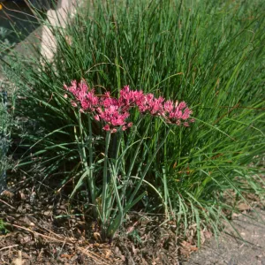 Allium acuminatum? bkgnd Bouteloua gracilis