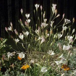 Triteleia pedunculata