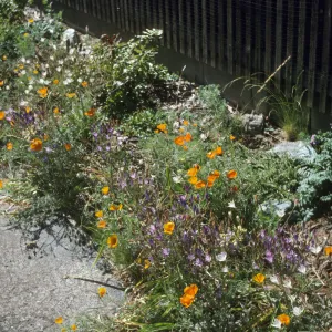 Triteleia pedunculata + Esch. Calif
