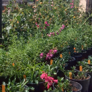 Penstemon x mexicane