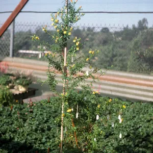 Keckiella antirrhinoides